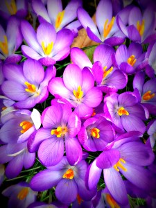 crocuseslomo
