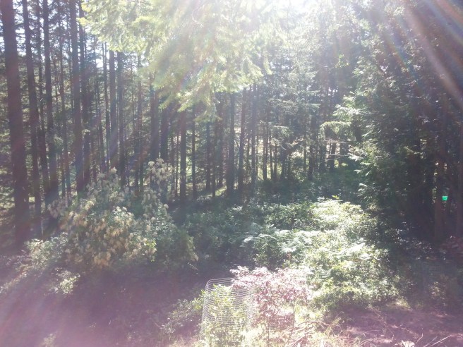 20140702_170201.jpg image